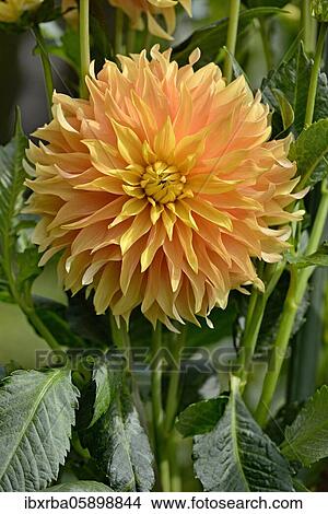 SemicactusDahlia (Dahlia) variety Koblenzer Sommer, salmon orange blossom, North Rhine-Westphalia, Germany, Europe View Large Photo Image Picture - SemicactusDahlia (Dahlia) variety Koblenzer Sommer, salmon orange blossom, North Rhine-Westphalia, Germany, Europe. Fotosearch