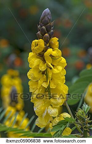 Stock Photo - Senna didymobotrya (Senna didymobotrya) Botanical Garden, Münster, North Rhine-Westphalia, Germany, Europe. Fotosearch