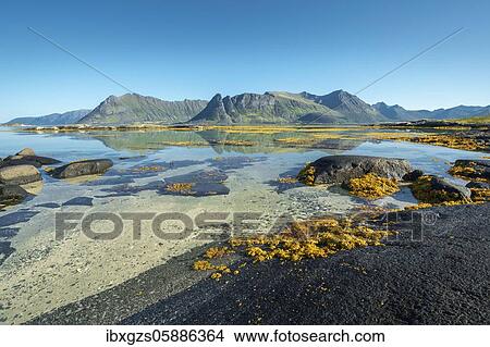 Shallow coastal waters, sandy seabed with rocks, yellow seaweed, kelp, brown algae bladder wrack (Fucus vesiculosus) in the fjord at low tide, behind mountain tops, Vågan, Lofoten, Nordland, Norway, Europe View Large Photo Image Picture - Shallow coastal waters, sandy seabed with rocks, yellow seaweed, kelp, brown algae bladder wrack (Fucus vesiculosus) in the fjord at low tide, behind mountain tops, Vågan, Lofoten, Nordland, Norway, Europe. Fotosearch