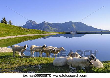 Stock Image - Sheep at the Walleralm reservoir, Sudelfeld, Wendelstein and Wildalpjoch, near Bayrischzell, Mangfall mountains, Upper Bavaria, Bavaria, Germany, Europe. Fotosearch