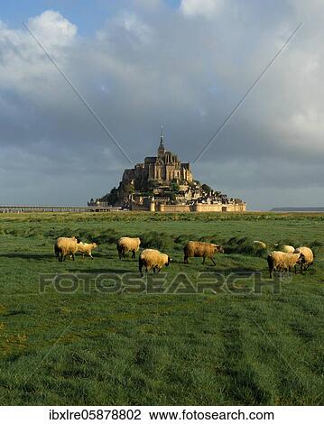 Stock Image - Sheep grazing in a meadow in front of Le Mont-Saint-Michel, Manche department, Normandy, France, Europe. Fotosearch