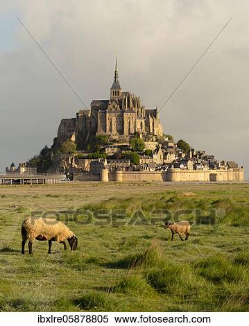 Sheep grazing in a meadow in front of Le Mont-Saint-Michel, Manche department, Normandy, France, Europe View Large Photo Image Stock Photography - Sheep grazing in a meadow in front of Le Mont-Saint-Michel, Manche department, Normandy, France, Europe. Fotosearch
