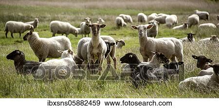 Stock Photo - Sheep on the island of Hiddensee, Mecklenburg-Western Pomerania, Germany, Europe. Fotosearch