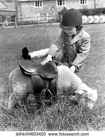 Sheep with saddle, England, Great Britain View Large Photo Image Stock Image - Sheep with saddle, England, Great Britain. Fotosearch