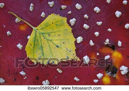 Stock Photo - Sheet of a Birch ( Betula) on the hat of a s ( Amanita muscaria), Vechta, Lower Saxony, Germany, Europe. Fotosearch