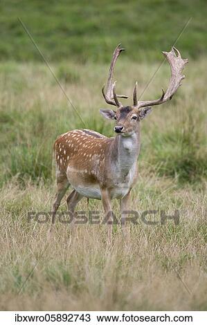 Shoveler of the Fallow deer ( dama dama) Puttbus, Mecklenburg-Vorpommern, Germany, Europe View Large Photo Image Stock Image - Shoveler of the Fallow deer ( dama dama) Puttbus, Mecklenburg-Vorpommern, Germany, Europe. Fotosearch