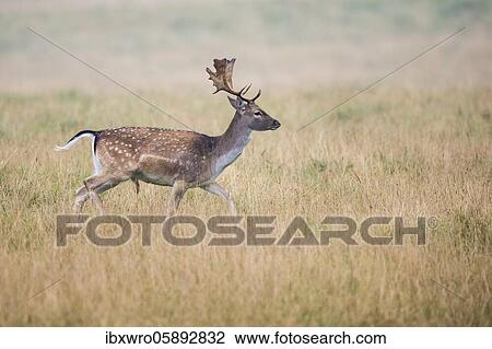Shoveler of the Fallow deer ( dama dama) Klamptenborg, Copenhagen, Denmark, Europe View Large Photo Image Stock Image - Shoveler of the Fallow deer ( dama dama) Klamptenborg, Copenhagen, Denmark, Europe. Fotosearch