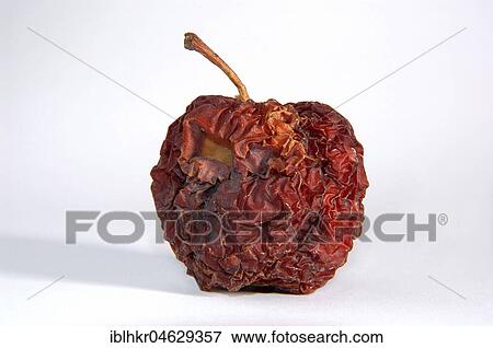 Stock Photo - Shriveled dried apple. Fotosearch