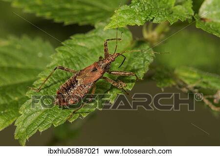 Sickle bug (Nabis mirmicoides) on a stinging nettle leaf, Baden-Württemberg, Germany, Europe View Large Photo Image Stock Image - Sickle bug (Nabis mirmicoides) on a stinging nettle leaf, Baden-Württemberg, Germany, Europe. Fotosearch