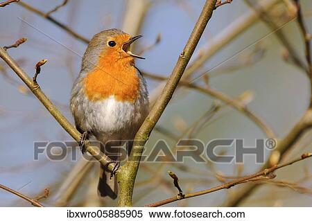 Singing end European robin ( Erithacus rubecula) courtship, spring, songbird, Oldenburger Münsterland, Vechta, Lower Saxony, Germany, Europe View Large Photo Image Stock Photography - Singing end European robin ( Erithacus rubecula) courtship, spring, songbird, Oldenburger Münsterland, Vechta, Lower Saxony, Germany, Europe. Fotosearch