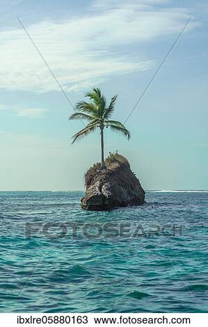 Stock Image - Single palm tree on rocks in water, Caribbean, Escudo de Veraguas, Panama, Central America. Fotosearch