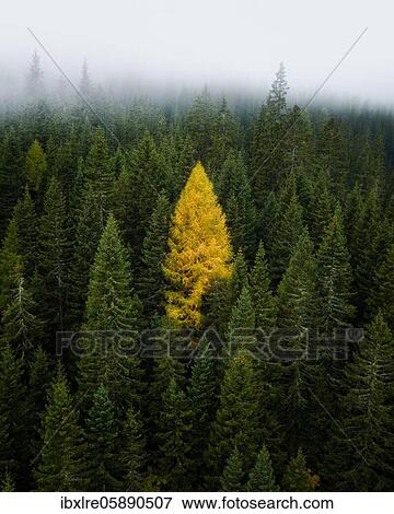 Single yellow larch between coniferous forest with fog, South Tyrol, Italy, Europe View Large Photo Image Stock Photo - Single yellow larch between coniferous forest with fog, South Tyrol, Italy, Europe. Fotosearch