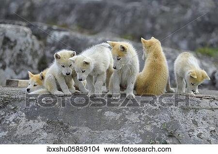 Six young Greenlandic dogs sitting on a rock slab, puppies, Qeqertarsuaq, disco island, Greenland, North America View Large Photo Image Picture - Six young Greenlandic dogs sitting on a rock slab, puppies, Qeqertarsuaq, disco island, Greenland, North America. Fotosearch