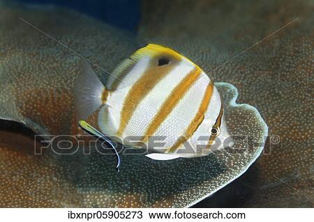 Sixspine butterflyfish (Parachaetodon ocellatus), with cleaner wrasse (Labroides dimidiatus), swimming over Montipora hard coral (Montipora tubercolosa), Andaman Sea, Mu Ko Similan National Park, Similan Islands, Phang Nga Province, Thailand, Asia View Large Photo Image Stock Image - Sixspine butterflyfish (Parachaetodon ocellatus), with cleaner wrasse (Labroides dimidiatus), swimming over Montipora hard coral (Montipora tubercolosa), Andaman Sea, Mu Ko Similan National Park, Similan Islands, Phang Nga Province, Thailand, Asia. Fotosearch