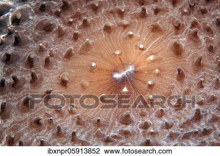 Slice anemone, Giant Cup Mushroom (Amplexidiscus fenestrafer), detail with mouth, Pacific, Great Barrier Reef, UNESCO World Heritage, Australia, Oceania View Large Photo Image Stock Image - Slice anemone, Giant Cup Mushroom (Amplexidiscus fenestrafer), detail with mouth, Pacific, Great Barrier Reef, UNESCO World Heritage, Australia, Oceania. Fotosearch