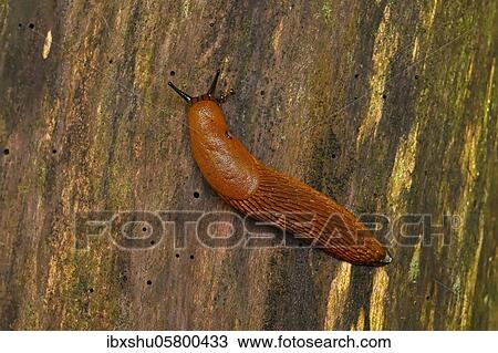 Stock Image - Slug, Red slug ( Arion rufus) to tree trunk, Switzerland, Europe. Fotosearch