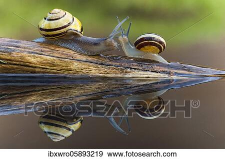 Stock Photo - Small and large Grove snail ( Cepaea nemoralis) meet, snail, speed, reflection, Oldenburger Münsterland, Goldenstedt, Lower Saxony, Germany, Europe. Fotosearch