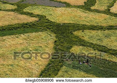 Stock Photograph - Small barley and vegetable fields with working people in the Indus Valley, Alchi, Ladakh, Jammu and Kashmir, Himalaya, India, Asia. Fotosearch