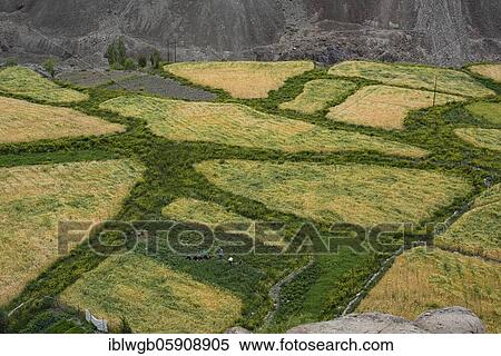 Small barley and vegetable fields with working people in the Indus Valley, Alchi, Ladakh, Jammu and Kashmir, Himalaya, India, Asia View Large Photo Image Stock Photography - Small barley and vegetable fields with working people in the Indus Valley, Alchi, Ladakh, Jammu and Kashmir, Himalaya, India, Asia. Fotosearch