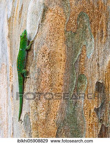 Small day gecko (Phelsuma astriata) Mahe Island, Seychelles, Africa View Large Photo Image Stock Photo - Small day gecko (Phelsuma astriata) Mahe Island, Seychelles, Africa. Fotosearch