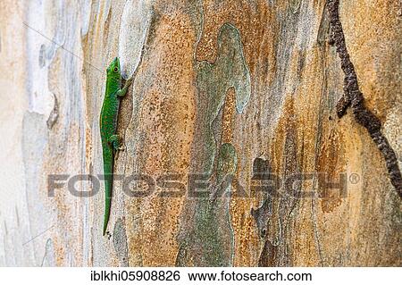 Stock Photograph - Small day gecko (Phelsuma astriata) Mahe Island, Seychelles, Africa. Fotosearch