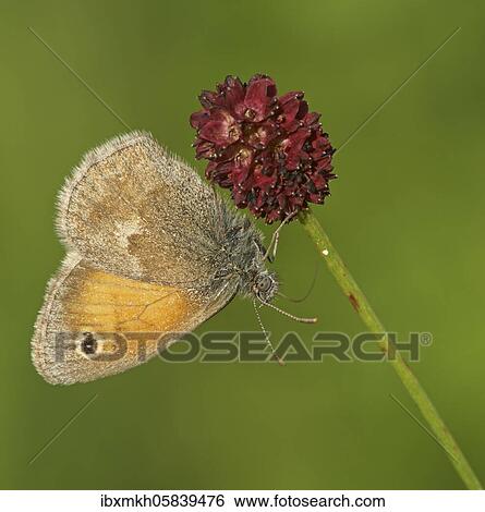 Small heath (Coenonympha pamphilus) on Großer Wiesenknopf (Sanguisorba officinalis), Bad Hersfeld, Hesse, Germany, Europe View Large Photo Image Stock Photograph - Small heath (Coenonympha pamphilus) on Großer Wiesenknopf (Sanguisorba officinalis), Bad Hersfeld, Hesse, Germany, Europe. Fotosearch