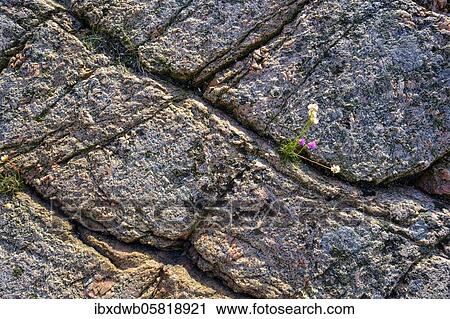 Smooth granite, with lichens, archipelago landscape, rocky coast, archipelago coast, smögen, archipelago, Bohuslän province, Västra Götalands län province, southern Sweden, Sweden, Europe View Large Photo Image Stock Image - Smooth granite, with lichens, archipelago landscape, rocky coast, archipelago coast, smögen, archipelago, Bohuslän province, Västra Götalands län province, southern Sweden, Sweden, Europe. Fotosearch