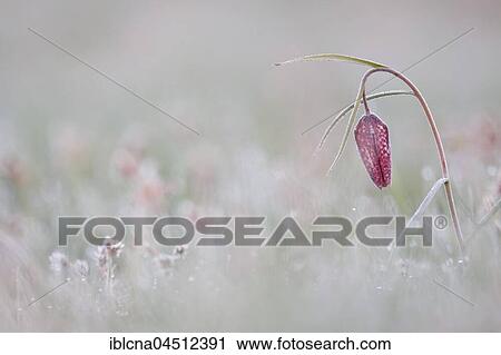 Snake's head (fritillaria meleagris), Hesse, Germany, Europe View Large Photo Image Stock Image - Snake's head (fritillaria meleagris), Hesse, Germany, Europe. Fotosearch