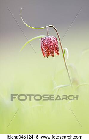 Snake's head (fritillaria meleagris), Hesse, Germany, Europe View Large Photo Image Stock Photograph - Snake's head (fritillaria meleagris), Hesse, Germany, Europe. Fotosearch