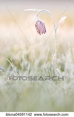 Snake's head fritillaries (Fritillaria meleagris), Hesse, Germany, Europe View Large Photo Image Stock Image - Snake's head fritillaries (Fritillaria meleagris), Hesse, Germany, Europe. Fotosearch