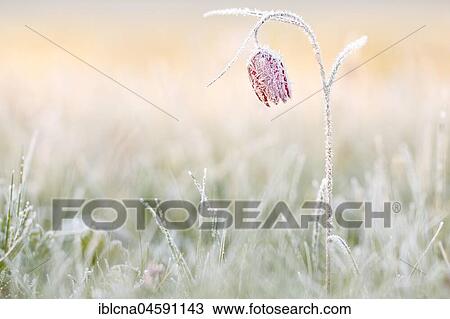 Snake's head fritillaries (Fritillaria meleagris), Hesse, Germany, Europe View Large Photo Image Stock Image - Snake's head fritillaries (Fritillaria meleagris), Hesse, Germany, Europe. Fotosearch