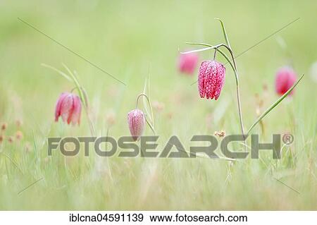 Stock Photo - Snake's head fritillaries (Fritillaria meleagris), Hesse, Germany, Europe. Fotosearch