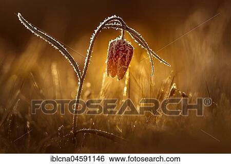 Stock Photograph - Snake's head fritillaries (Fritillaria meleagris), Hesse, Germany, Europe. Fotosearch