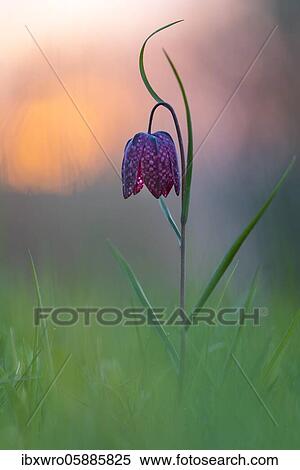 Snake's Head Fritillary (Fritillaria meleagris) in a wet meadow at sunset, Berne, Lower Saxony, Germany, Europe View Large Photo Image Stock Photography - Snake's Head Fritillary (Fritillaria meleagris) in a wet meadow at sunset, Berne, Lower Saxony, Germany, Europe. Fotosearch