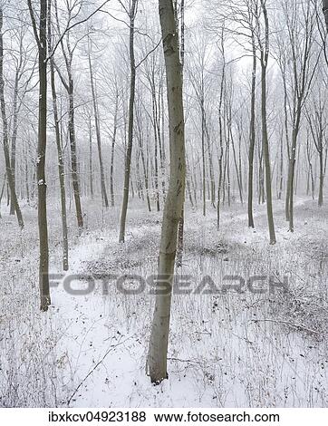 Snow-covered hiking trail through beech forest in winter, near Naumburg, Burgenlandkreis, Germany ( Sachsen-Anhalt) View Large Photo Image Stock Photo - Snow-covered hiking trail through beech forest in winter, near Naumburg, Burgenlandkreis, Germany ( Sachsen-Anhalt). Fotosearch