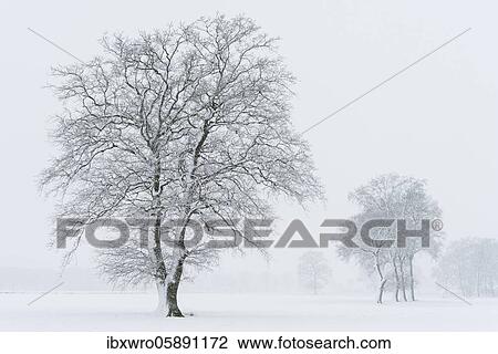 Snow-covered oak trees in a misty winter landscape, Lower Saxony, Germany, Europe View Large Photo Image Stock Image - Snow-covered oak trees in a misty winter landscape, Lower Saxony, Germany, Europe. Fotosearch