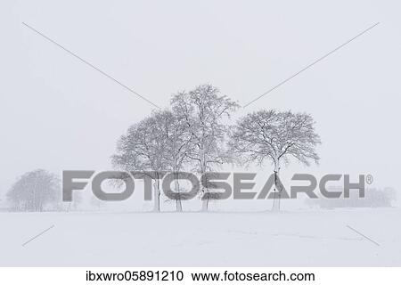 Stock Image - Snow-covered oak trees in a misty winter landscape, Lower Saxony, Germany, Europe. Fotosearch