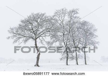 Snow-covered oak trees in a misty winter landscape, Lower Saxony, Germany, Europe View Large Photo Image Stock Photo - Snow-covered oak trees in a misty winter landscape, Lower Saxony, Germany, Europe. Fotosearch