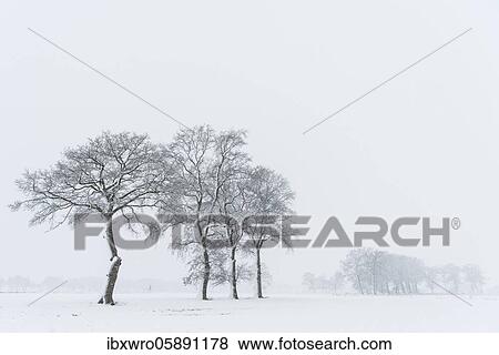 Stock Photo - Snow-covered oak trees in a misty winter landscape, Lower Saxony, Germany, Europe. Fotosearch