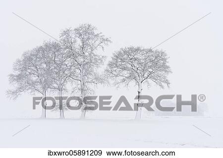 Snow-covered oak trees in a misty winter landscape, Lower Saxony, Germany, Europe View Large Photo Image Stock Photo - Snow-covered oak trees in a misty winter landscape, Lower Saxony, Germany, Europe. Fotosearch