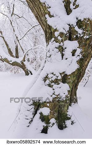 Snow on old trees in the jungle Baumweg, Winter, Oldenburger Münsterland, Emstek, Lower Saxony, Germany, Europe View Large Photo Image Picture - Snow on old trees in the jungle Baumweg, Winter, Oldenburger Münsterland, Emstek, Lower Saxony, Germany, Europe. Fotosearch