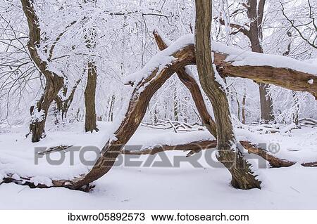 Stock Image - Snow on old trees in the jungle Baumweg, Winter, Oldenburger Münsterland, Emstek, Lower Saxony, Germany, Europe. Fotosearch