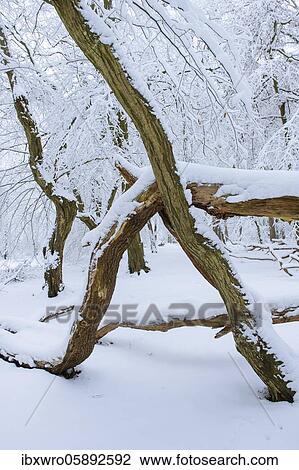 Snow on old trees in the jungle Baumweg, Winter, Oldenburger Münsterland, Emstek, Lower Saxony, Germany, Europe View Large Photo Image Stock Image - Snow on old trees in the jungle Baumweg, Winter, Oldenburger Münsterland, Emstek, Lower Saxony, Germany, Europe. Fotosearch