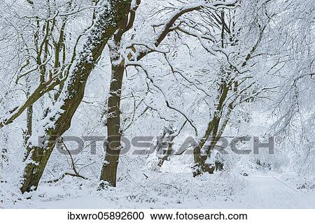 Snow on old trees in the jungle Baumweg, Winter, Oldenburger Münsterland, Emstek, Lower Saxony, Germany, Europe View Large Photo Image Stock Image - Snow on old trees in the jungle Baumweg, Winter, Oldenburger Münsterland, Emstek, Lower Saxony, Germany, Europe. Fotosearch