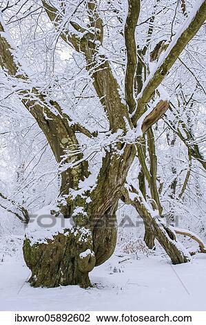 Snow on old trees in the jungle Baumweg, Winter, Oldenburger Münsterland, Emstek, Lower Saxony, Germany, Europe View Large Photo Image Stock Image - Snow on old trees in the jungle Baumweg, Winter, Oldenburger Münsterland, Emstek, Lower Saxony, Germany, Europe. Fotosearch