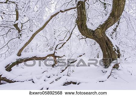 Snow on old trees in the jungle Baumweg, Winter, Oldenburger Münsterland, Emstek, Lower Saxony, Germany, Europe View Large Photo Image Stock Photo - Snow on old trees in the jungle Baumweg, Winter, Oldenburger Münsterland, Emstek, Lower Saxony, Germany, Europe. Fotosearch