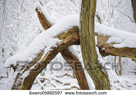 Snow on old trees in the jungle Baumweg, Winter, Oldenburger Münsterland, Emstek, Lower Saxony, Germany, Europe View Large Photo Image Stock Photo - Snow on old trees in the jungle Baumweg, Winter, Oldenburger Münsterland, Emstek, Lower Saxony, Germany, Europe. Fotosearch