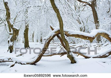 Snow on old trees in the jungle Baumweg, Winter, Oldenburger Münsterland, Emstek, Lower Saxony, Germany, Europe View Large Photo Image Stock Photograph - Snow on old trees in the jungle Baumweg, Winter, Oldenburger Münsterland, Emstek, Lower Saxony, Germany, Europe. Fotosearch