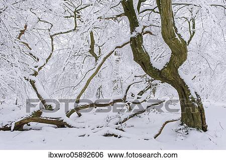 Snow on old trees in the jungle Baumweg, Winter, Oldenburger Münsterland, Emstek, Lower Saxony, Germany, Europe View Large Photo Image Stock Photograph - Snow on old trees in the jungle Baumweg, Winter, Oldenburger Münsterland, Emstek, Lower Saxony, Germany, Europe. Fotosearch