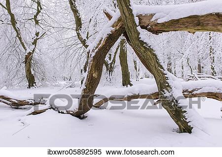 Snow on old trees in the jungle Baumweg, Winter, Oldenburger Münsterland, Emstek, Lower Saxony, Germany, Europe View Large Photo Image Stock Photography - Snow on old trees in the jungle Baumweg, Winter, Oldenburger Münsterland, Emstek, Lower Saxony, Germany, Europe. Fotosearch